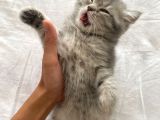 2 Aylık Yavru British Shorthair Gri Safkan