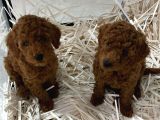 Kore Kan Toy Poodle bebeklerim