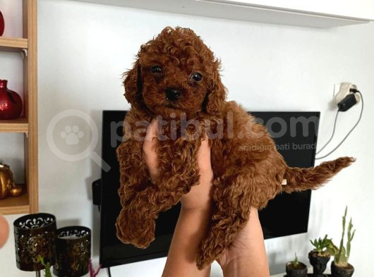 Büyümeyen Boy Toy Poodle Yavrum Pet Eğitimli Ve Sağlık Garan görsel