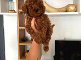 Büyümeyen Boy Toy Poodle Yavrum Pet Eğitimli Ve Sağlık Garan