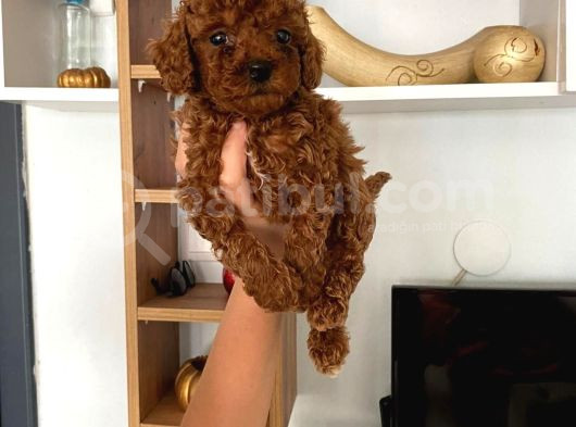 Büyümeyen Boy Toy Poodle Yavrum Pet Eğitimli Ve Sağlık Garan görsel