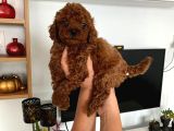 Büyümeyen boy toy poodle yavrum Pet eğitimli ve sağlık garan