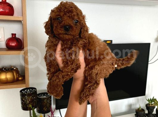 Büyümeyen Boy Toy Poodle Yavrum Pet Eğitimli Ve Sağlık Garan