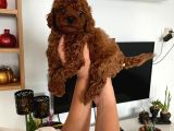 Büyümeyen Boy Toy Poodle Yavrum Pet Eğitimli Ve Sağlık Garan
