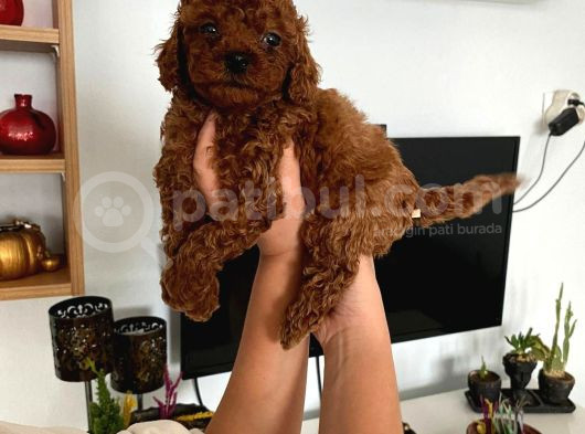 Büyümeyen Boy Toy Poodle Yavrum Pet Eğitimli Ve Sağlık Garan görsel