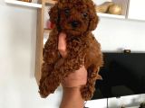 Büyümeyen Boy Toy Poodle Yavrum Pet Eğitimli Ve Sağlık Garan