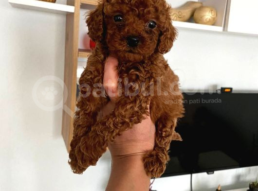 Büyümeyen Boy Toy Poodle Yavrum Pet Eğitimli Ve Sağlık Garan görsel