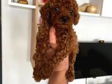 Büyümeyen Boy Toy Poodle Yavrum Pet Eğitimli Ve Sağlık Garan