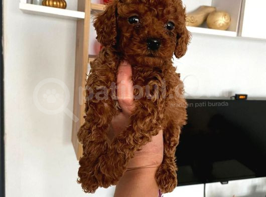 Büyümeyen Boy Toy Poodle Yavrum Pet Eğitimli Ve Sağlık Garan görsel