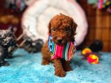 En Akıllı Apartman Köpeği Secereli Toy Poodle Yavrularımız