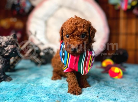 En Akıllı Apartman Köpeği Secereli Toy Poodle Yavrularımız görsel