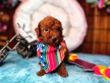 En Akıllı Apartman Köpeği Secereli Toy Poodle Yavrularımız