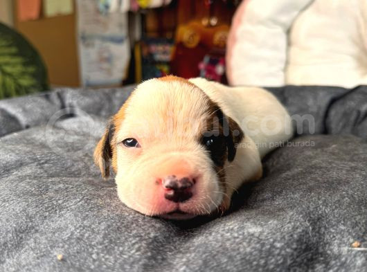 American Bulldog Yavrularımız Güç Sevenlere görsel