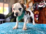 En iyi bekçi köpeği ırkı Dev Amerikan bulldog
