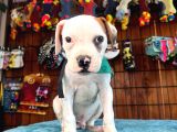 En Iyi Bekçi Köpeği Irkı Dev Amerikan Bulldog