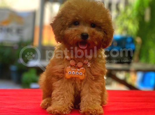 Red Braw Kıpkırmızı Ev Üretimi Tooy Poodle 