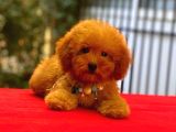 Red Braw Kıpkırmızı Ev Üretimi Tooy Poodle 