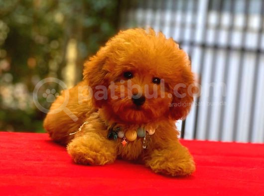 Red Braw Kıpkırmızı Ev Üretimi Tooy Poodle  görsel