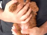 Erkek disi Toy poodle yavrularimiz