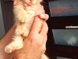 Scottish Fold Ve British Kediler Sahiplendirilecektir