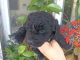 Çok Uygun Fiyata Maltipoo