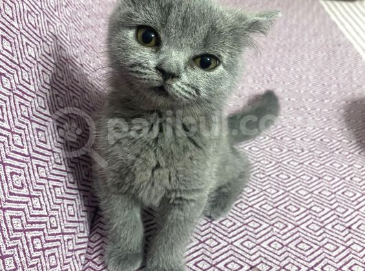 2 Aylık Gri Oyuncu Yavru Kedi görsel