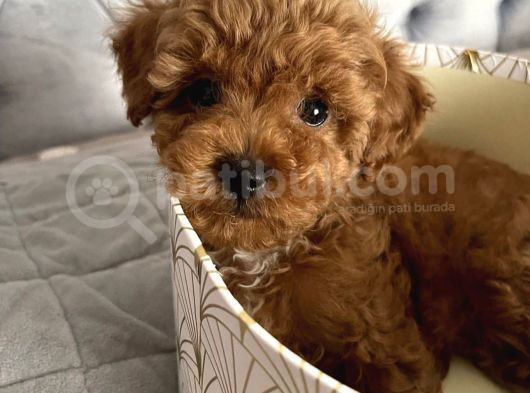Gülen Yüz Toy Poodle Yavrulari görsel