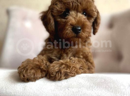Özel Toy Poodle Sevenlere görsel
