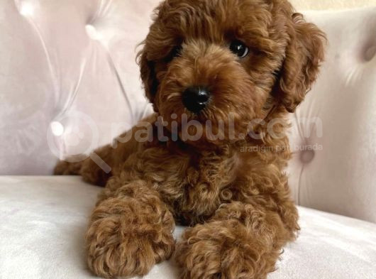 Özel Red Brown Toy Poodle görsel