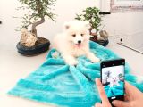 Ayi̇ Yavrusu Bembeyaz Samoyed A Kali̇te Irk