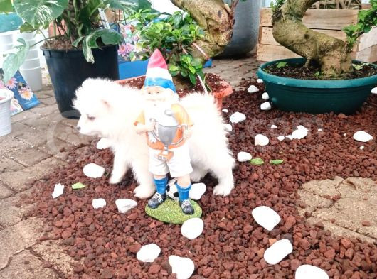Ayi̇ Yavrusu Bembeyaz Samoyed A Kali̇te Irk görsel