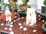 Ayi̇ Yavrusu Bembeyaz Samoyed A Kali̇te Irk