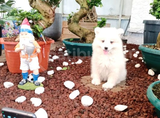 Ayi̇ Yavrusu Bembeyaz Samoyed A Kali̇te Irk görsel