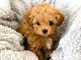 Kıpkırmızı Red Tooy Poodle Sevimli Yavrular 