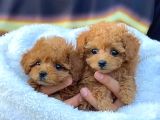 Kıpkırmızı Red tooy poodle sevimli yavrular 