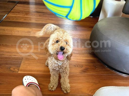 Poodle 8 Aylık Erkek görsel