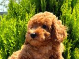 Orijinal Kore Kan Poodle Dan Toy Poodle