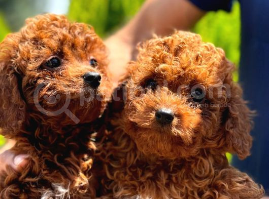 Kore Kan Toy Poodle görsel