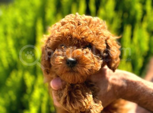 Orijinal Kore Kan Poodle Dan Toy Poodle görsel