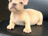 Cream Plati̇n Erkek French Bulldog