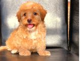 Kahve Tonlu Mini Boy Puppy Sevimli Yavrular Malti̇po Ci̇nsi̇ 