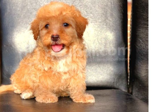Kahve Tonlu Mini Boy Puppy Sevimli Yavrular Malti̇po Ci̇nsi̇  görsel