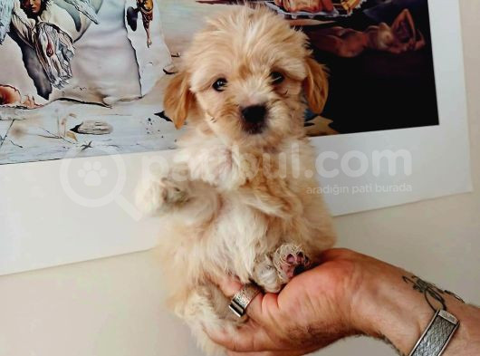 Kahve Tonlu Mini Boy Puppy Sevimli Yavrular Malti̇po Ci̇nsi̇ 