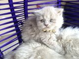 Scottish Fold Longhair Lilac