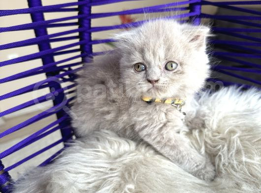 Scottish Fold Longhair Lilac görsel