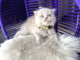 Scottish Fold Longhair Lilac
