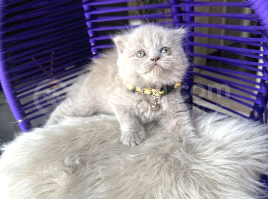 Scottish Fold Longhair Lilac