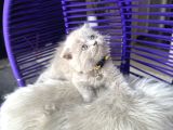 Scottish Fold Longhair Lilac