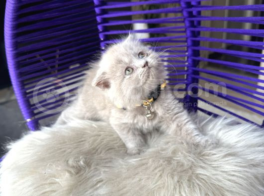 Scottish Fold Longhair Lilac görsel