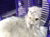 Scottish Fold Longhair Lilac